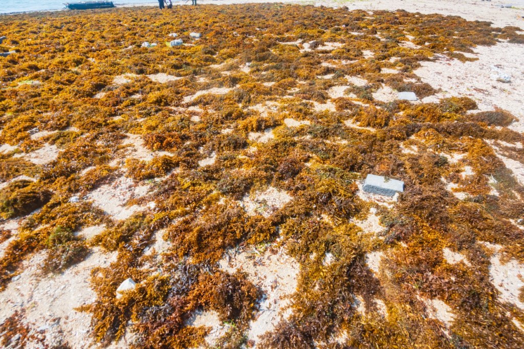 IOF – How Mariculture Can Help Save Our Oceans&nbsp;(2024)